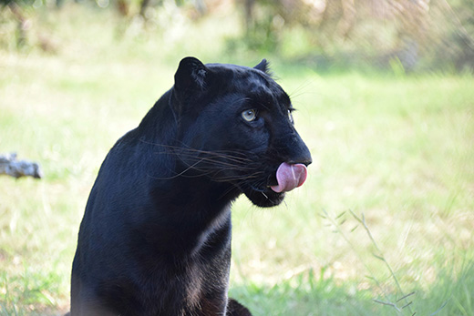Chester the Panther